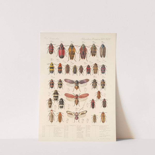 Insecta Rhynchota Hemiptera-Homoptera Pl 25 by Frederick DuCane Godman