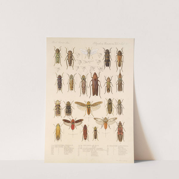 Insecta Rhynchota Hemiptera-Homoptera Pl 27 by Frederick DuCane Godman