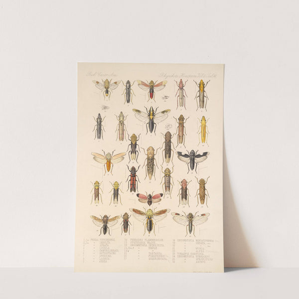 Insecta Rhynchota Hemiptera-Homoptera Pl 28 by Frederick DuCane Godman