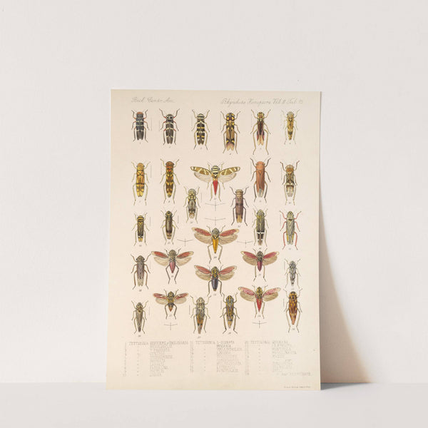 Insecta Rhynchota Hemiptera-Homoptera Pl 29 by Frederick DuCane Godman