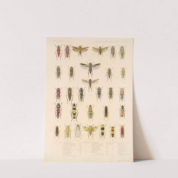 Insecta Rhynchota Hemiptera-Homoptera Pl 30 by Frederick DuCane Godman