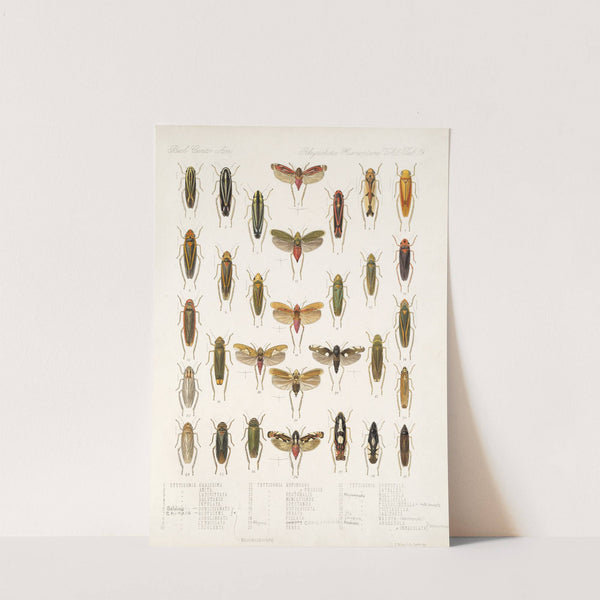 Insecta Rhynchota Hemiptera-Homoptera Pl 33 by Frederick DuCane Godman