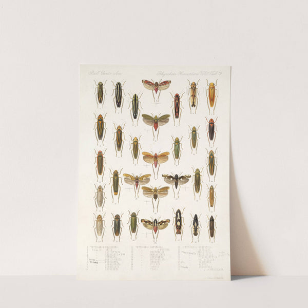 Insecta Rhynchota Hemiptera-Homoptera Pl 34 by Frederick DuCane Godman