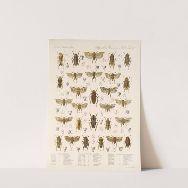 Insecta Rhynchota Hemiptera-Homoptera Pl 36 by Frederick DuCane Godman