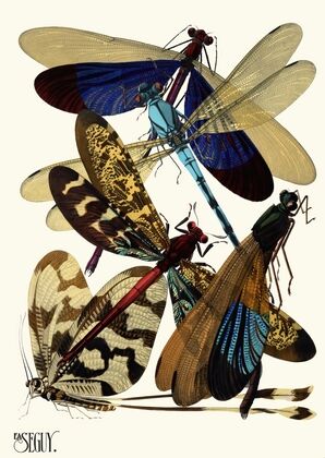 Insectes Pl.02