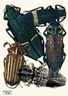 Insectes Pl.05