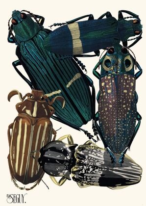 Insectes Pl.05