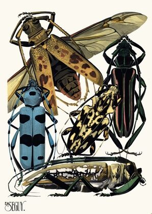 Insectes Pl.14