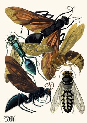 Insectes Pl.17