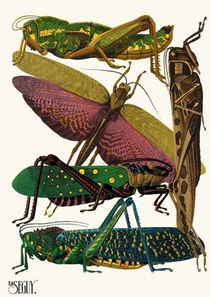 Insectes Pl.18