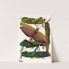 Insectes Pl.18 (1929) by Emile-Allain Séguy