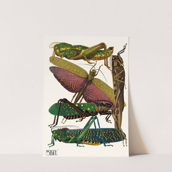 Insectes Pl.18 (1929) by Emile-Allain Séguy