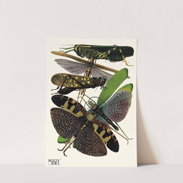 Insectes Pl.19 (1929) by Emile-Allain Séguy