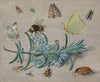 Insects and a Sprig of Rosemary (1653)