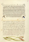 Insects and Carnation (1561–1596)