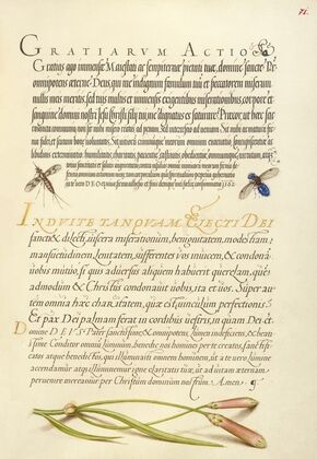Insects and Carnation (1561–1596)
