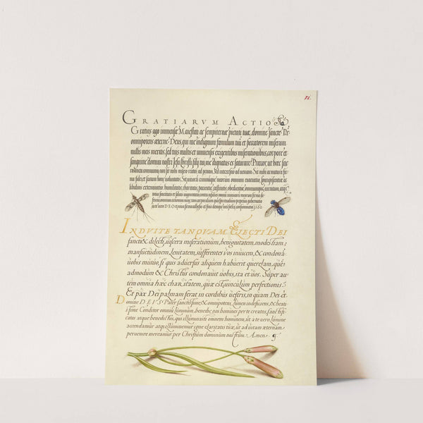 Insects and Carnation (1561–1596) by Joris Hoefnagel