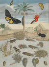 Insects and Fish with Island Background (1705-1771)