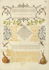 Insects, Basil Thyme, and Land Snails (1561–1596)