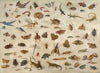 Insects, batrachians, shells and mouses (1673)