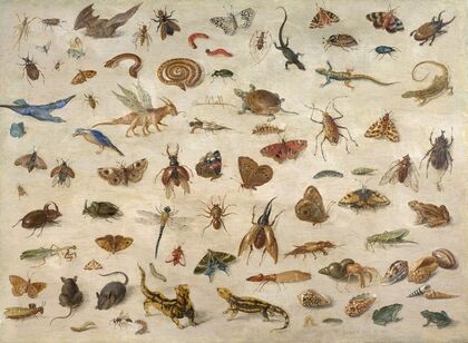Insects, batrachians, shells and mouses (1673)