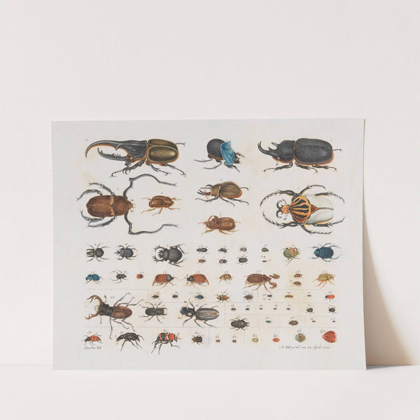 Insects (Beetles) (1835) by Aloys Zötl