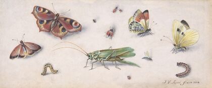 Insects, Butterflies, and a Grasshopper (17th century)