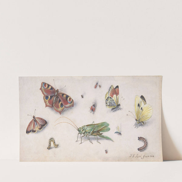 Insects, Butterflies, and a Grasshopper (17th century) by Jan Van Kessel The Elder