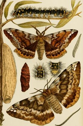 Insects I