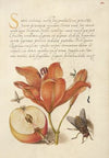 Insects, Orange Lily, Caterpillar, Apple, and Horse Fly