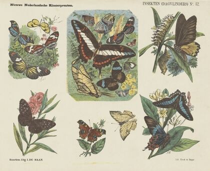 Insekten (dagvlinders) (1875-1919)