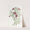 Intermediate Petunia by Sydenham Edwards