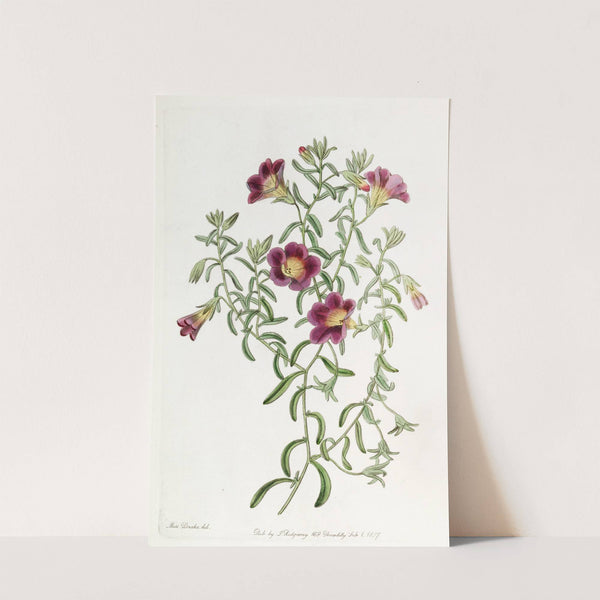 Intermediate Petunia by Sydenham Edwards