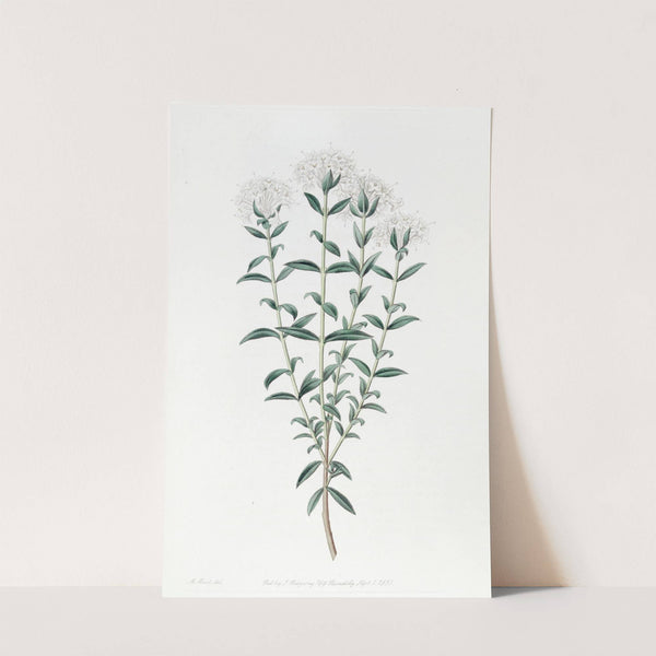 Intermediate Pimelea by Sydenham Edwards