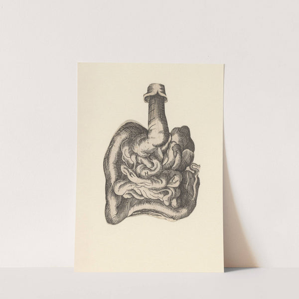 Intestinal tract by Lucas Kilian