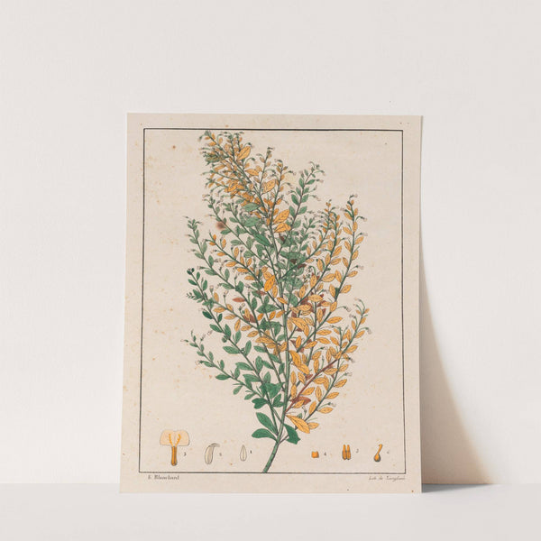 Ionidium Parviflorum (1824-1828) by Auguste de Saint-Hilaire