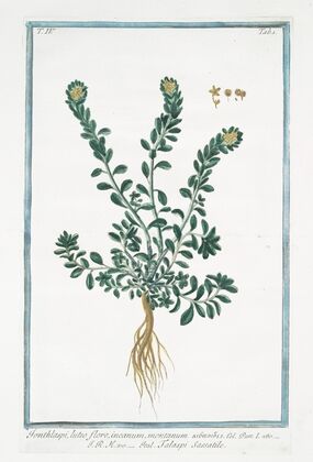 Ionthlaspi, luteo flore, incanum, montanum – Talaspi Sassatile. (Alpine pennycress)