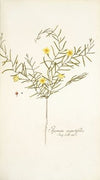 Ipomoea angustifolia