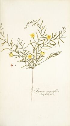 Ipomoea angustifolia