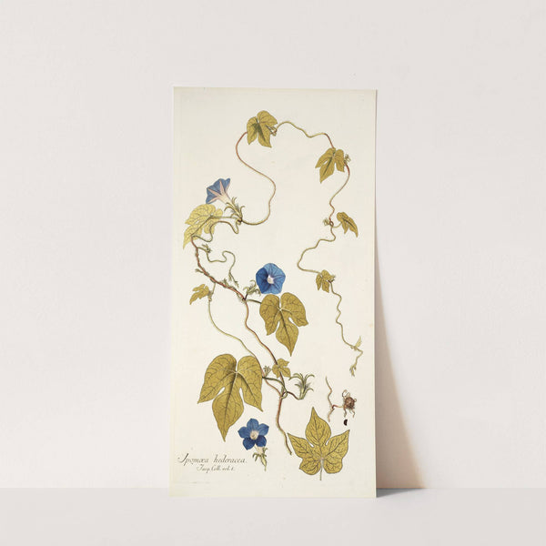Ipomoea hederacea by Nikolaus Joseph Freiherr von Jacquin
