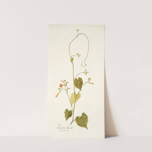Ipomoea luteola by Nikolaus Joseph Freiherr von Jacquin