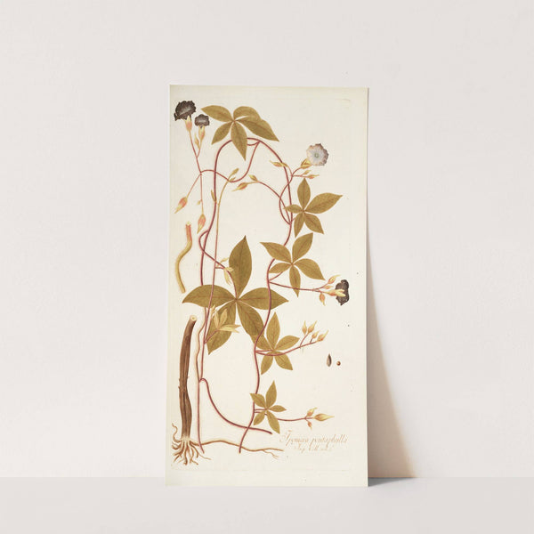 Ipomoea pentaphylla by Nikolaus Joseph Freiherr von Jacquin