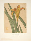 Ipswich Prints; Lily