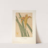 Ipswich Prints; Lily (1901) by Arthur Wesley Dow