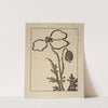 Ipswich Prints; Poppy by Arthur Wesley Dow