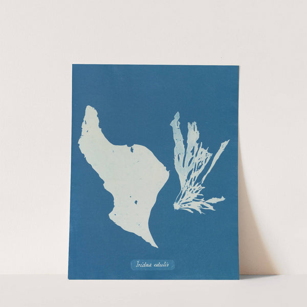 Iridæa edulis by Anna Atkins