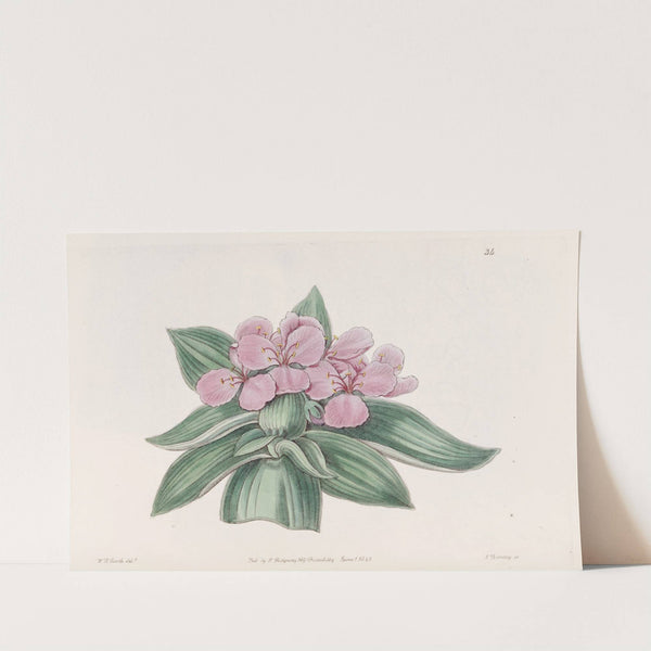 Iridescent tradescantia by Sydenham Edwards