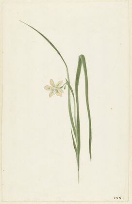 Iris