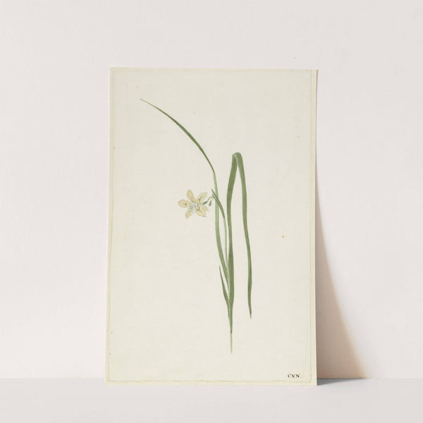 Iris by Cornelis van Noorde