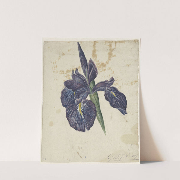 Iris by Georgius Jacobus Johannes van Os